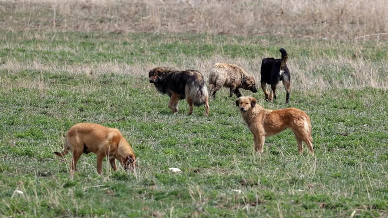 köpek-usak-olay-1