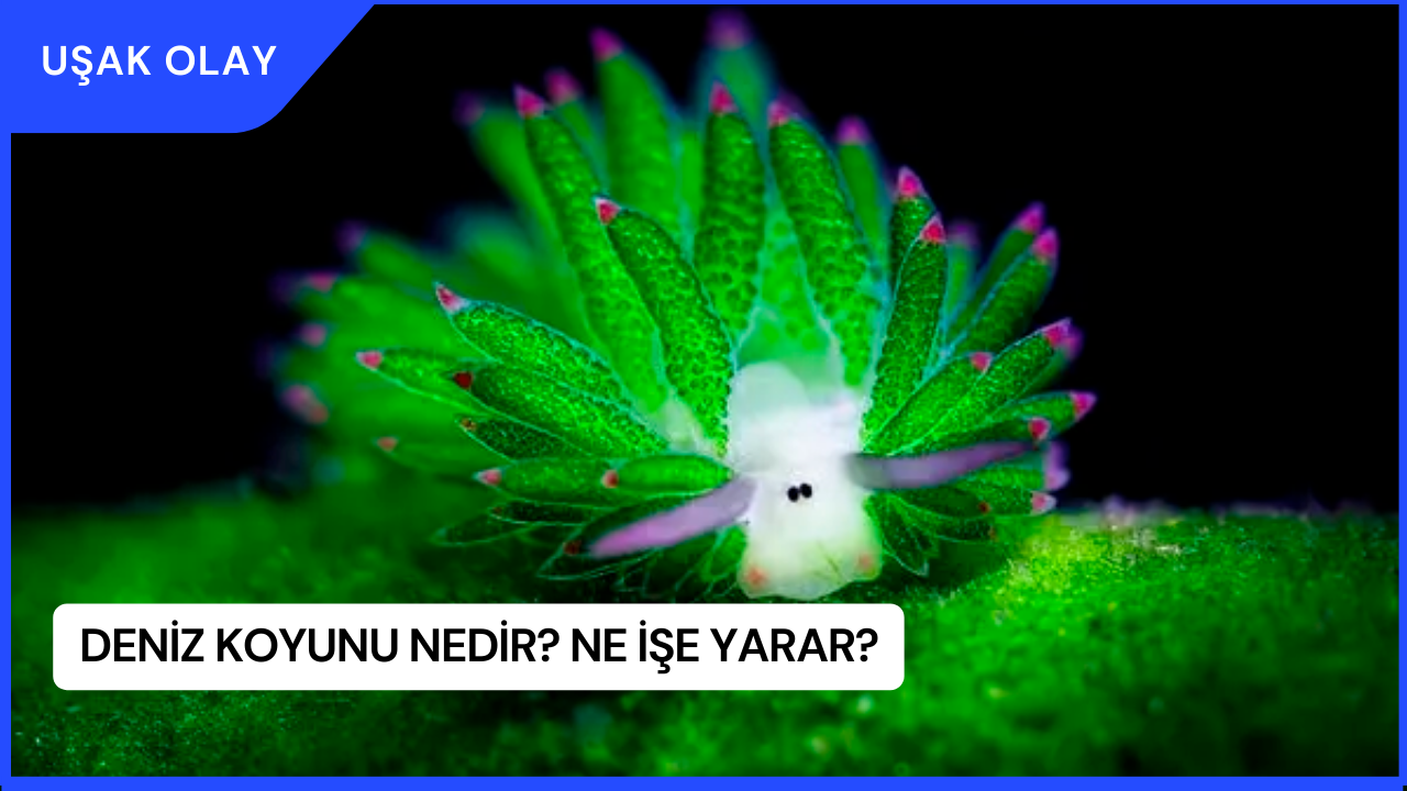 Deniz Koyunu Nedir Ne Işe Yarar