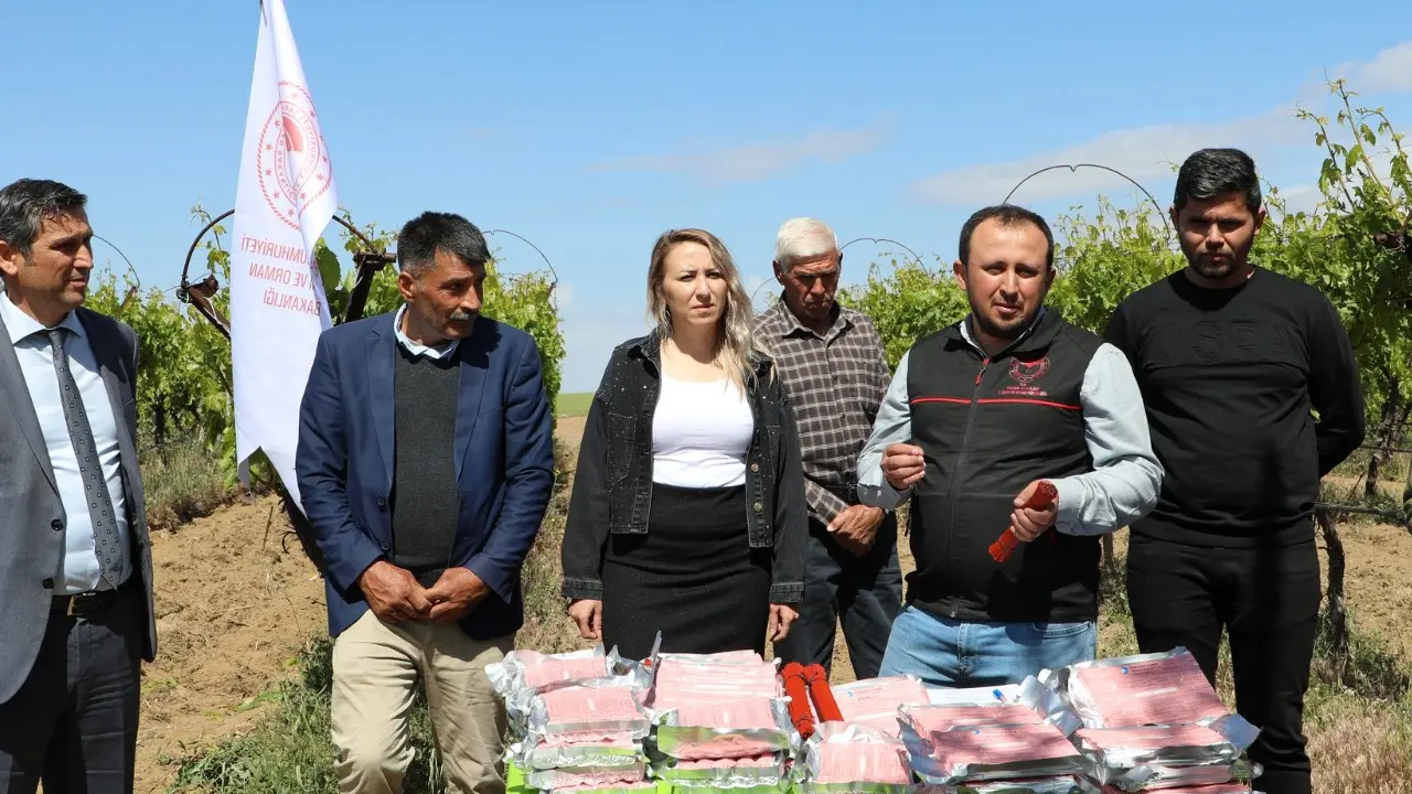 Salkım Üzüm