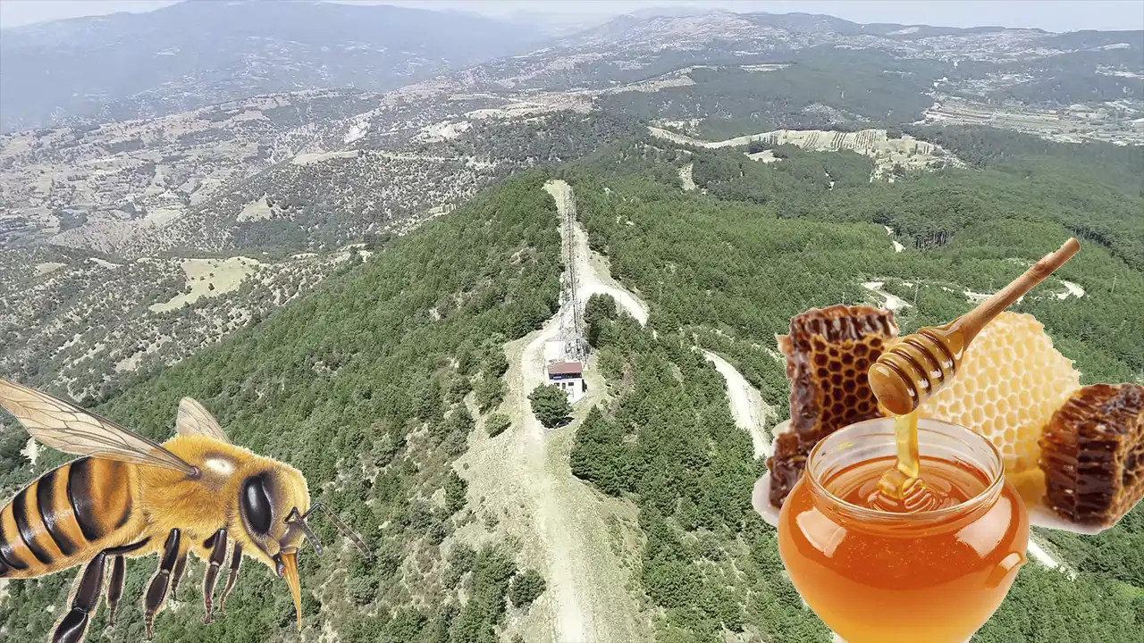 Uşak’ta 8 Bal Ormanı Arıcılara Hizmet Veriyor 2