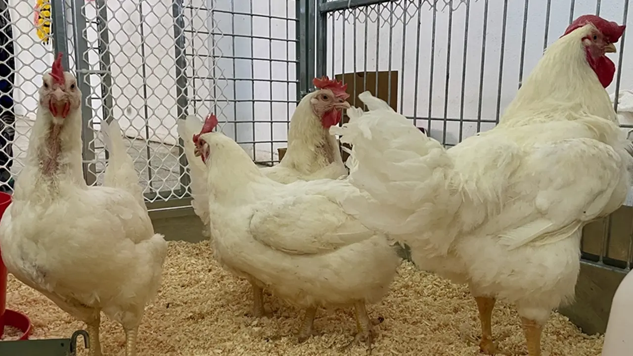 Beyaz Et Kırmızı
