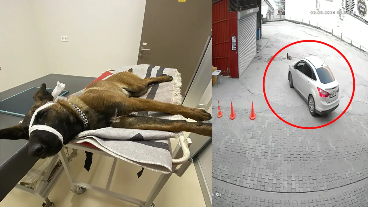 Uşak'ta Alkollü Sürücü Köpeği Ezdi: Bu Hayvan Değil Mi Nolcak? Deyip Kaçtı 1