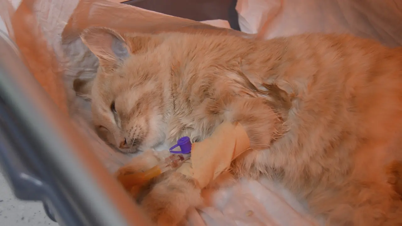 kutahya-kedi-kopek-usakolay-3