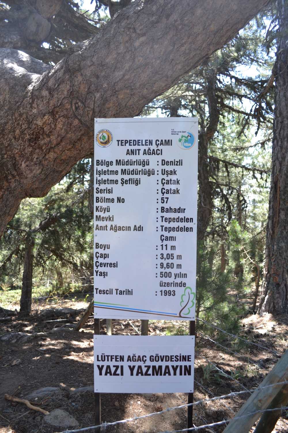 Anıt Ağaç (3)