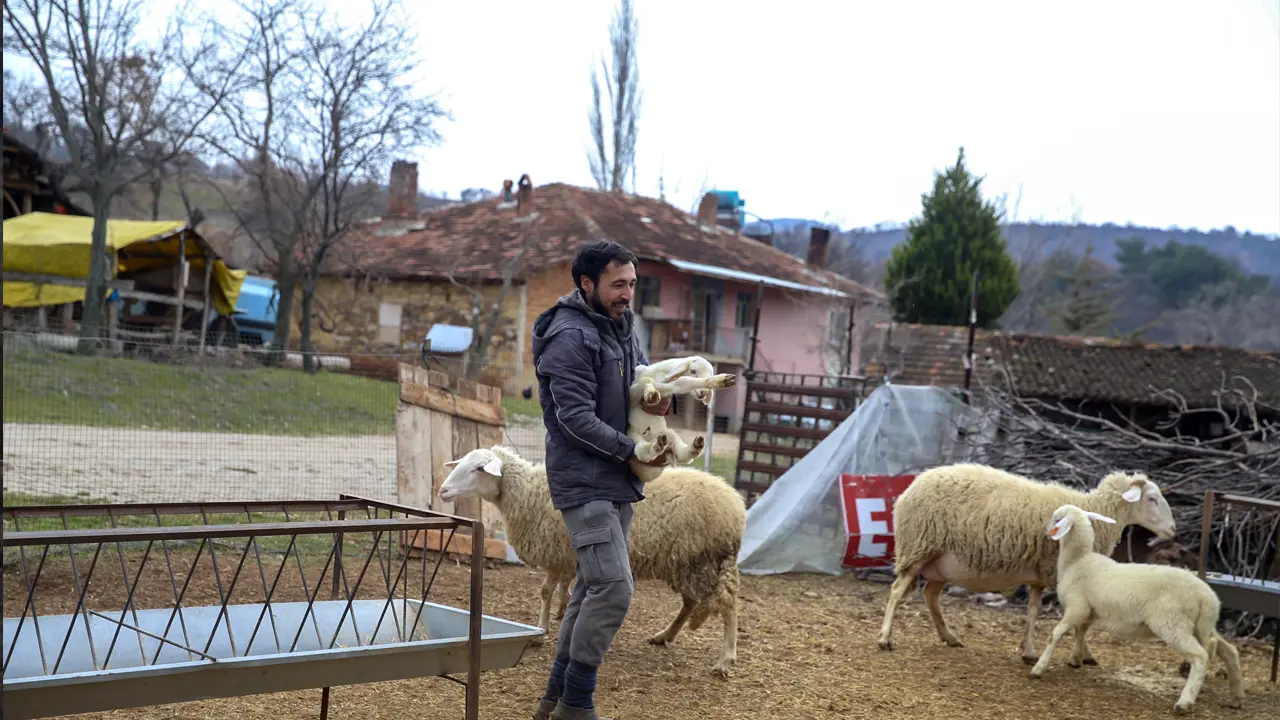 Koyun3 Usak Olay