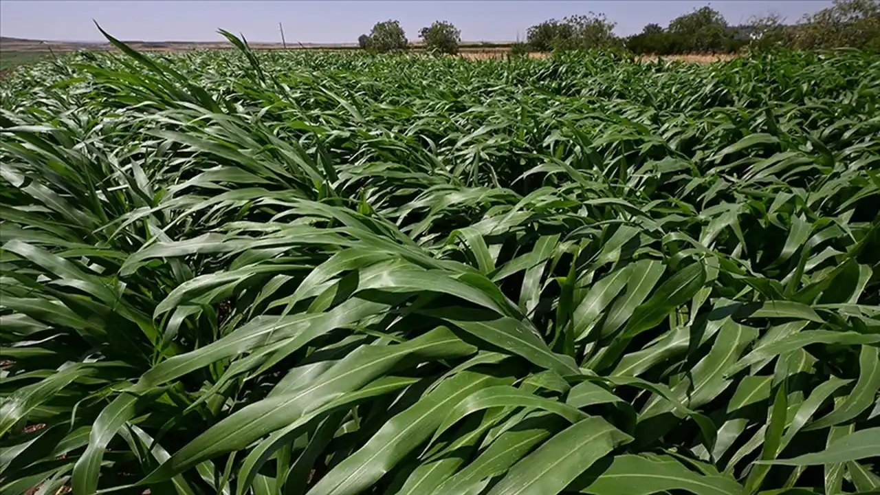 Sudan Otu 3 11Zon