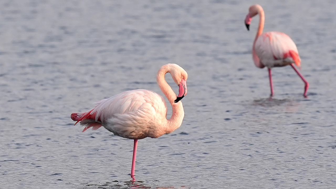 Flamingo Izmir Körfez1