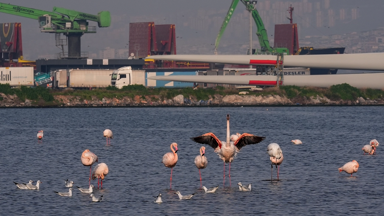 Flamingo Izmir Körfez4