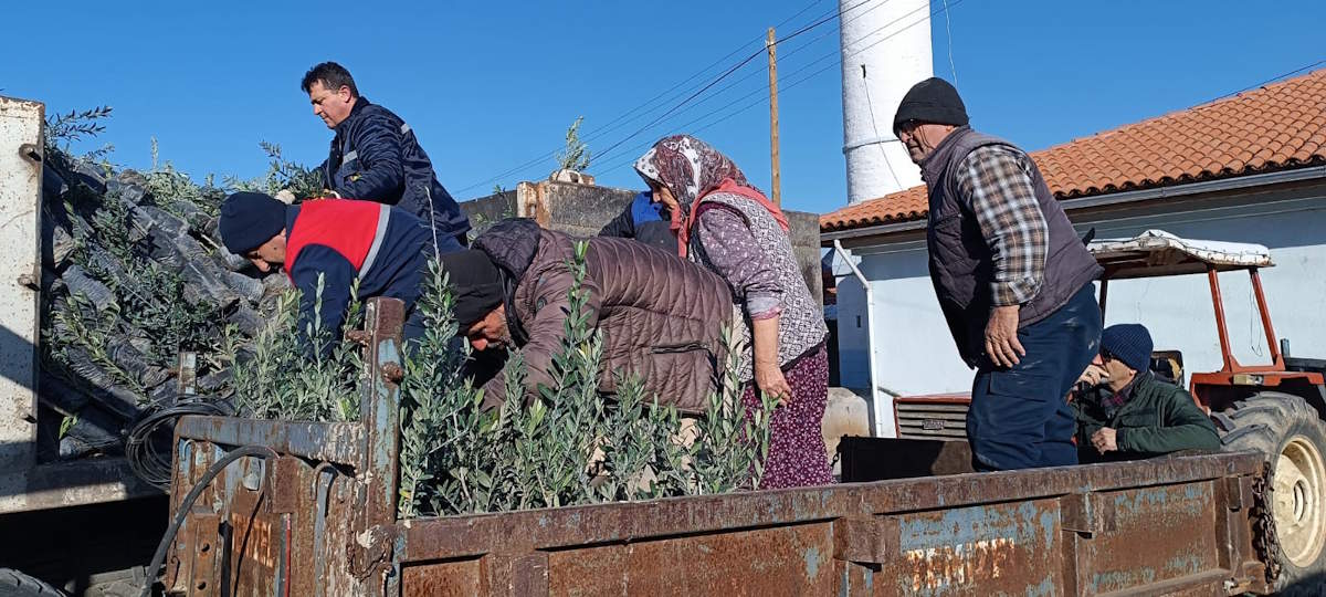 Zeytin Fidanı Dağıtım 2