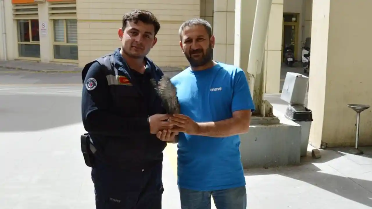 Hastane Yaralı Kus Kurtarılma Usak2