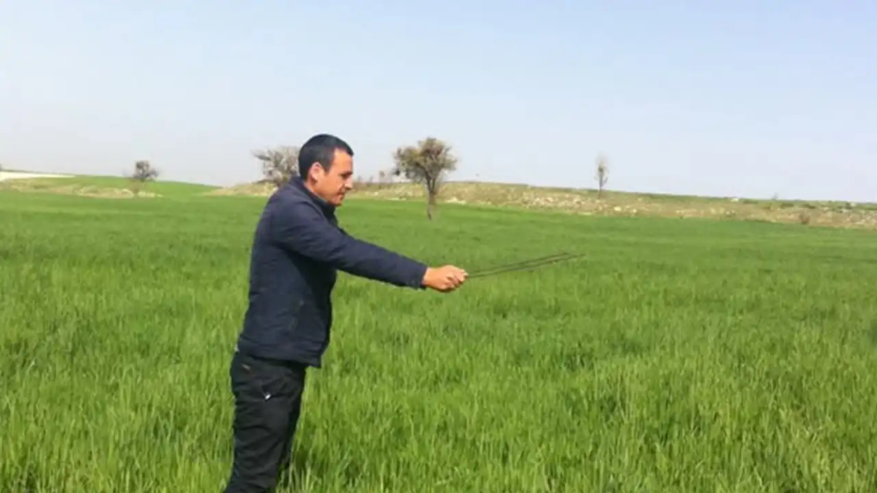 Uşak Tarım Süne Böceği3
